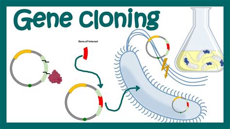 A Guide to Clone